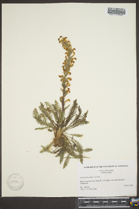 Pedicularis parryi image