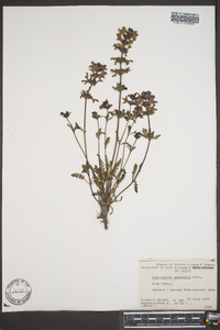 Pedicularis pennellii image