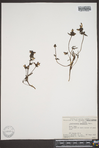 Pedicularis pennellii image