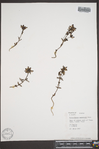 Pedicularis pennellii image