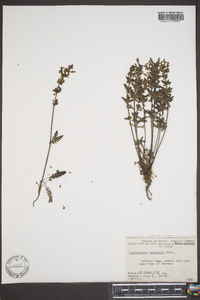 Pedicularis pennellii image