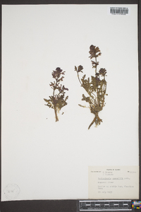 Pedicularis pennellii image