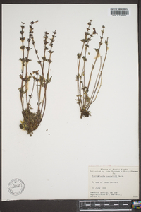 Pedicularis pennellii image