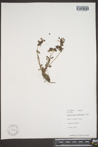 Pedicularis pennellii image