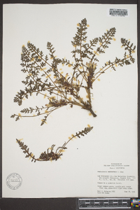 Pedicularis semibarbata image