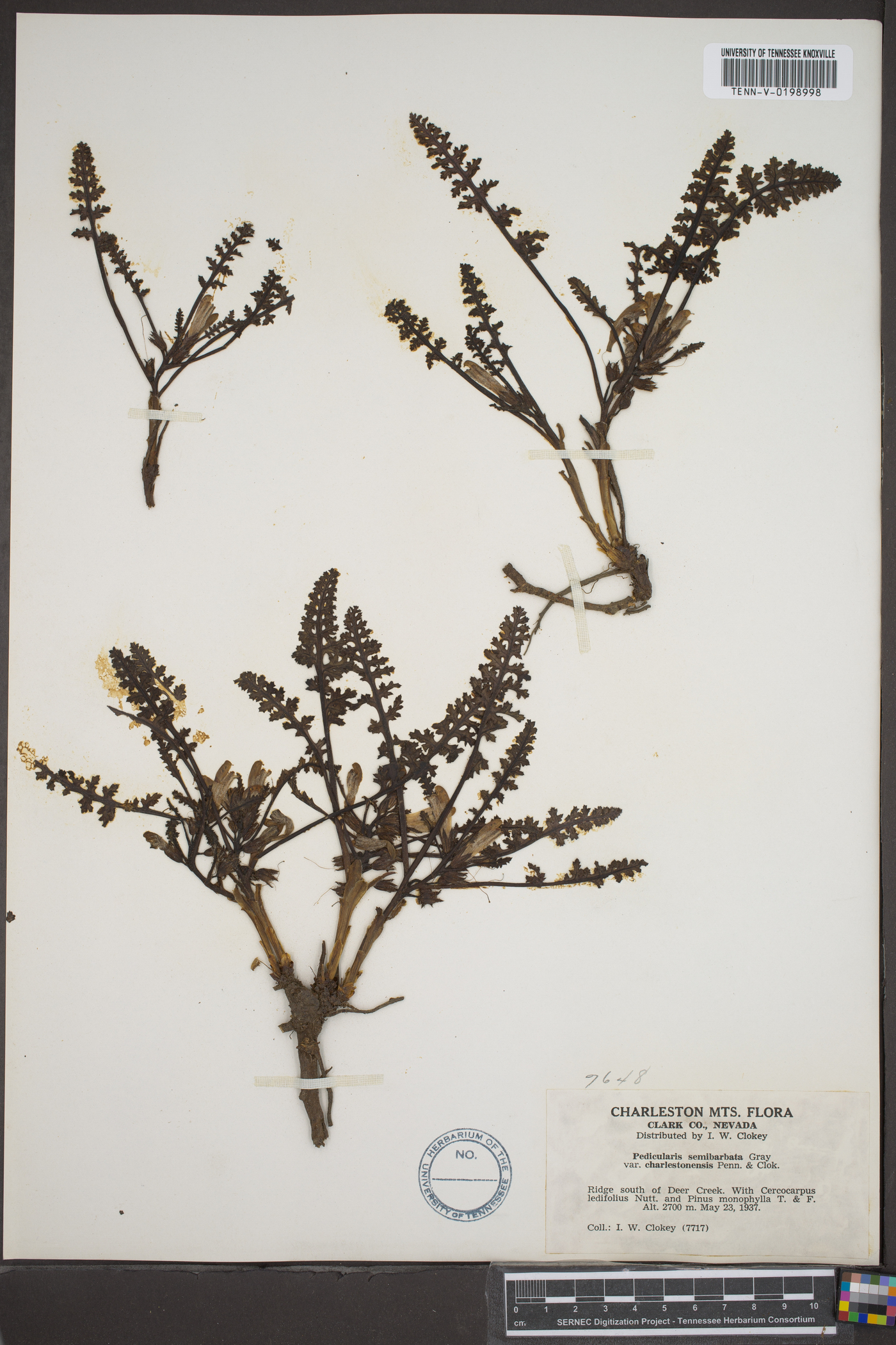 Pedicularis semibarbata var. charlestonensis image