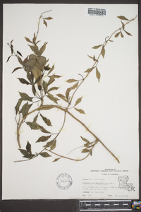 Phaedranthus buccinatorius image