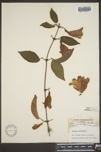 Bignonia capreolata image