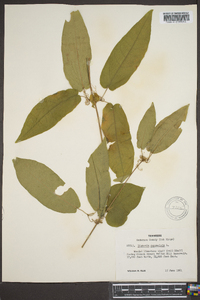 Bignonia capreolata image