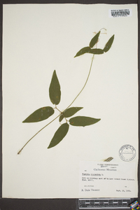 Bignonia capreolata image