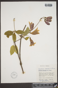 Bignonia capreolata image