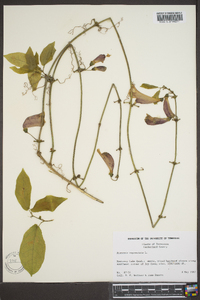 Bignonia capreolata image