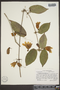 Bignonia capreolata image