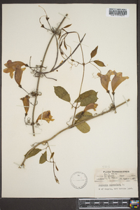 Bignonia capreolata image