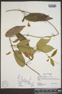 Bignonia capreolata image