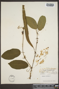 Bignonia capreolata image