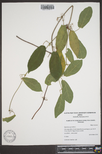 Bignonia capreolata image