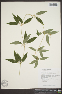 Bignonia capreolata image