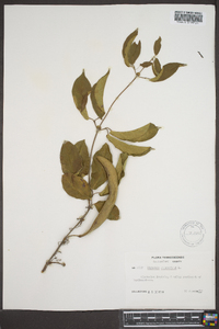 Bignonia capreolata image