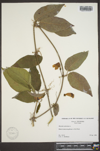 Bignonia capreolata image