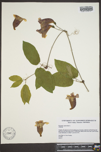 Bignonia capreolata image