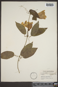 Bignonia capreolata image