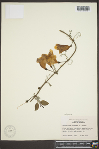 Bignonia capreolata image