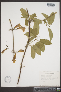 Bignonia capreolata image