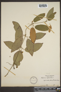 Bignonia capreolata image