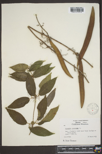Bignonia capreolata image