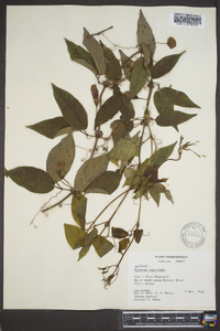 Bignonia capreolata image