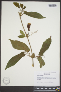 Bignonia capreolata image