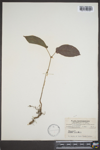 Bignonia capreolata image