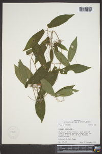 Bignonia capreolata image