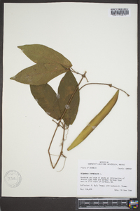 Bignonia capreolata image