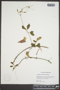 Bignonia capreolata image