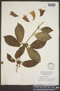 Bignonia capreolata image