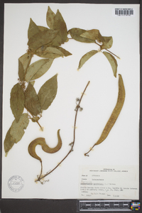 Bignonia capreolata image