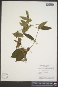 Bignonia capreolata image