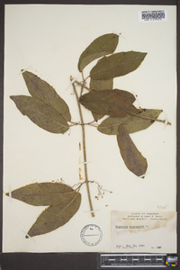 Bignonia capreolata image