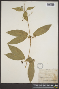 Bignonia capreolata image