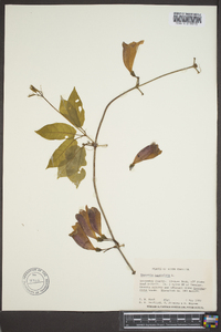 Bignonia capreolata image