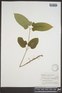 Bignonia capreolata image