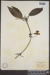 Bignonia capreolata image