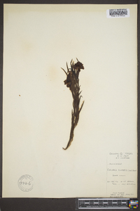 Chilopsis linearis image