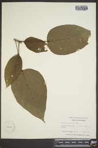 Catalpa bignonioides image