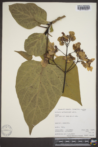 Catalpa bignonioides image