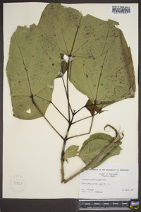 Catalpa bignonioides image