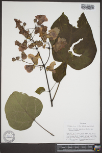 Catalpa speciosa image