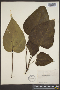 Catalpa speciosa image